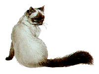 longhair-cat.gif